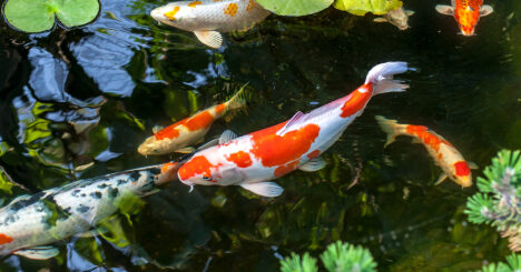Colorful Decorative Fish Float In An Artificial Pond, View From