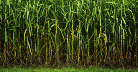 Mature Sugarcane Field In Kolhapur Maharashtra India